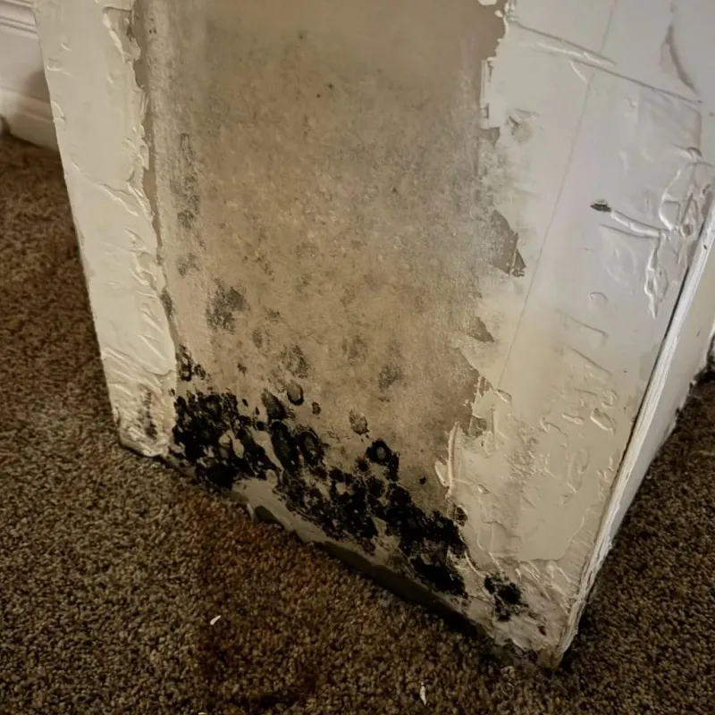 Professional Mold Removal in Montz, LA